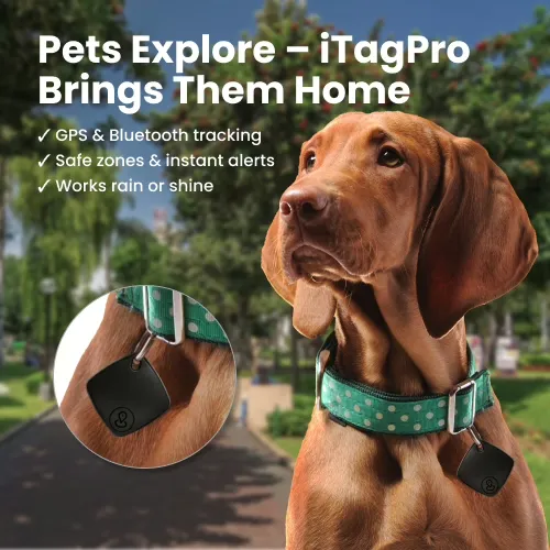 iTagPro on a dog's collar